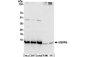Western Blotting (WB) image for anti-Ubiquinol-Cytochrome C Reductase, Complex III Subunit VII, 9.5kDa (UQCRQ) (AA 32-82) antibody (ABIN7452641)