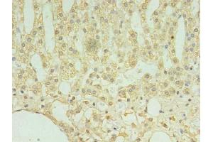 Immunohistochemistry of paraffin-embedded human adrenal gland tissue using ABIN7173289 at dilution of 1:100 (TMEM9 Antikörper  (AA 111-183))