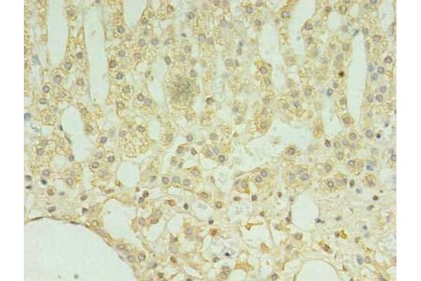 TMEM9 antibody  (AA 111-183)