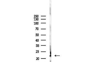 anti-Neuromedin U (NMU) (C-Term) antibody
