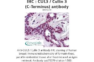Image no. 1 for anti-Cullin 3 (CUL3) antibody (ABIN1733379) (Cullin 3 Antikörper)