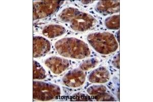 CPSF3L Antibody (N-term) (ABIN655113 and ABIN2844744) immunohistochemistry analysis in formalin fixed and paraffin embedded human stomach tissue followed by peroxidase conjugation of the secondary antibody and DAB staining. (CPSF3L Antikörper  (N-Term))