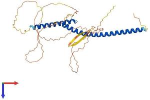 USF2 Protein (AA 1-346) (His tag)