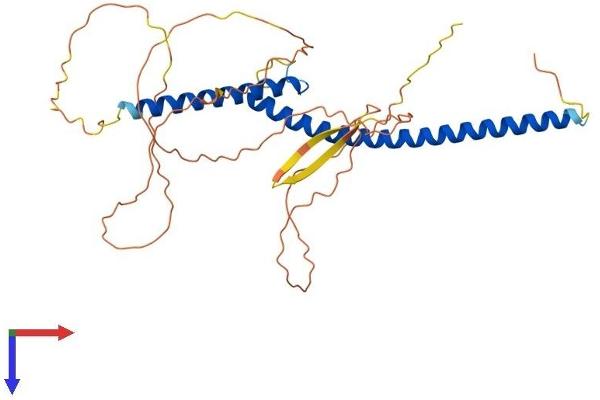 USF2 Protein (AA 1-346) (His tag)