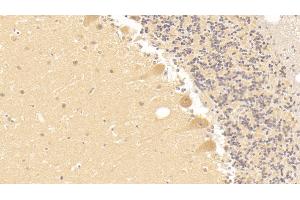 Detection of TF in Human Cerebellum Tissue using Monoclonal Antibody to Tissue Factor (TF) (Tissue factor Antikörper  (AA 34-251))