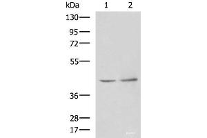 Western blot analysis of Human heart tissue Hela cell lysates using PAK1IP1 Polyclonal Antibody at dilution of 1:900 (PAK1IP1 Antikörper)