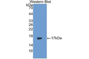 Western Blotting (WB) image for anti-Interleukin 17 (IL17) (AA 21-153) antibody (ABIN1859353) (IL-17 Antikörper  (AA 21-153))