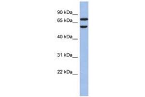 Image no. 1 for anti-Guanine Nucleotide Binding Protein-Like 3 (Nucleolar)-Like (GNL3L) (N-Term) antibody (ABIN6743286) (GNL3L Antikörper  (N-Term))