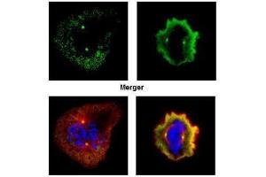 ICC/IF Image Confocal immunofluorescence analysis (Olympus FV10i) of paraformaldehyde-fixed U2OS, using Aurora A, antibody (Green) at 1:500 dilution. (Aurora A Antikörper  (C-Term))