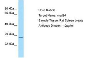 Image no. 1 for anti-Mitochondrial Ribosomal Protein L24 (MRPL24) (C-Term) antibody (ABIN6749868)