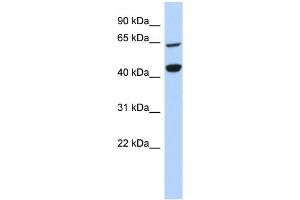 WB Suggested Anti-RFC4 Antibody Titration:  0. (RFC4 Antikörper  (Middle Region))