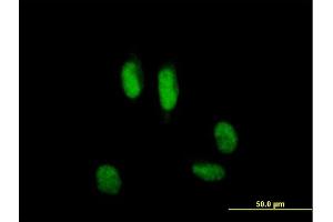 Immunofluorescence of purified MaxPab antibody to USP39 on HeLa cell. (USP39 Antikörper  (AA 1-565))