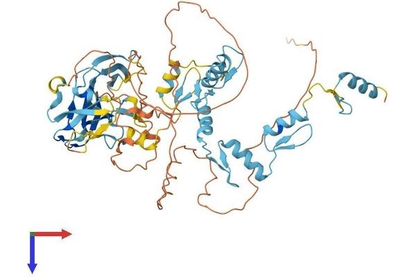 PRDM14 Protein (AA 1-561) (His tag)