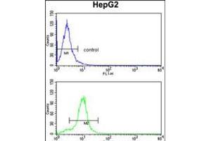 Flow cytometry analysis of HepG2 cells (bottom histogram) compared to a negative control cell (top histogram). (CYP2E1 Antikörper  (C-Term))