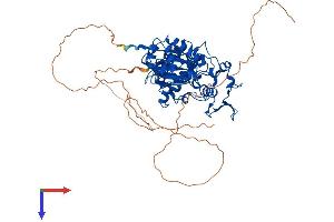 DYRK3 Protein (AA 1-588) (His tag)