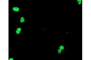 Image no. 5 for anti-Transducin-Like Enhancer of Split 1 (E(sp1) Homolog, Drosophila) (TLE1) (AA 180-460) antibody (ABIN1491047) (TLE1 Antikörper  (AA 180-460))