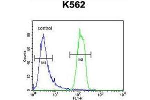 Flow cytometric analysis of K562 cells using OR2M3 Antibody (C-term) Cat. (OR2M3 Antikörper  (C-Term))
