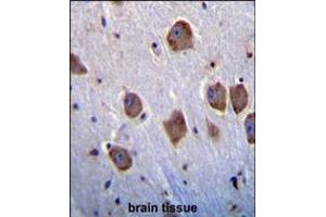NT5DC4 Antibody immunohistochemistry analysis in formalin fixed and paraffin embedded human brain tissue followed by peroxidase conjugation of the secondary antibody and DAB staining. (NT5DC4 Antikörper  (AA 172-200))