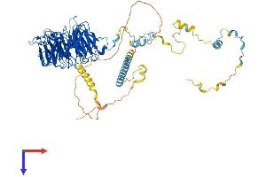 AlphaFold protein structure predicition of Human Recombinant WDR70 Protein, UniprotID Q9NW82