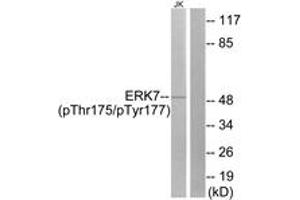 Western blot analysis of extracts from Jurkat cells, using ERK8 (Phospho-Thr175+Tyr177) Antibody. (MAPK15 Antikörper  (pThr175))