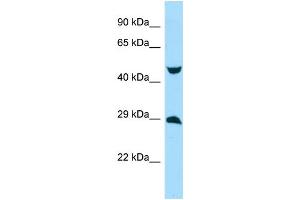 WB Suggested Anti-MYCT1 Antibody Titration: 1. (Myc Target 1 Antikörper  (Middle Region))