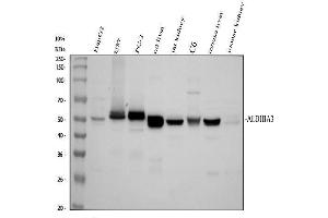 Western blot analysis of ALDH1A3 using anti-ALDH1A3 antibody (ABIN5518802). (ALDH1A3 Antikörper  (AA 37-154))