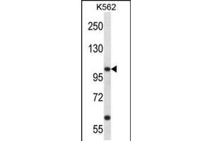 Western blot analysis in K562 cell line lysates (35ug/lane). (KCNC3 Antikörper  (C-Term))