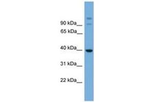 Image no. 1 for anti-SGT1, Suppressor of G2 Allele of SKP1 (SUGT1) (AA 251-300) antibody (ABIN6744951) (SUGT1 Antikörper  (AA 251-300))