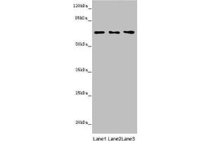 Western blot All lanes: STXBP2 antibody at 4. (STXBP2 Antikörper  (AA 1-280))