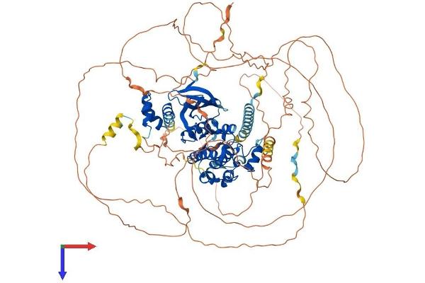 SIK2 Protein (AA 1-926) (His tag)