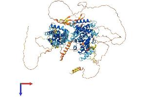 p130 Protein (AA 1-1135) (His tag)