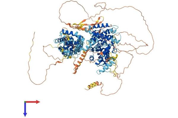 p130 Protein (AA 1-1135) (His tag)