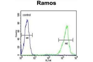 Flow cytometric analysis of Ramos cells using CD168 / HMMR Antibody (C-term) Cat.