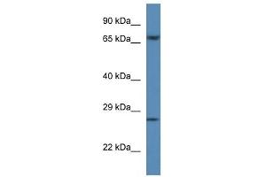 Western Blot showing F11 antibody used at a concentration of 1 ug/ml against Hela Cell Lysate