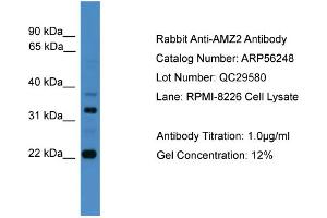 WB Suggested Anti-AMZ2  Antibody Titration: 0. (AMZ2 Antikörper  (C-Term))