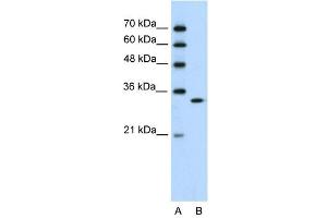 RNASEH2A antibody used at 0. (RNASEH2A Antikörper  (C-Term))