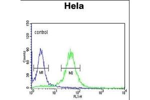 COG2 Antibody (N-term) (ABIN653327 and ABIN2842817) flow cytometric analysis of Hela cells (right histogram) compared to a negative control cell (left histogram).