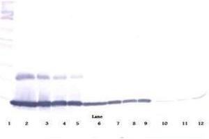 Image no. 4 for anti-Chemokine (C-C Motif) Ligand 9 (Ccl9) antibody (ABIN465416) (CCL9 Antikörper)