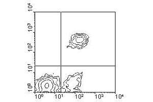 Image no. 1 for anti-CD5 (CD5) antibody (Biotin) (ABIN135494) (CD5 Antikörper  (Biotin))