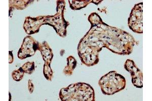 IHC image of ABIN7146938 diluted at 1:1200 and staining in paraffin-embedded human placenta tissue performed on a Leica BondTM system. (Caspase 2 Antikörper  (AA 2-452))