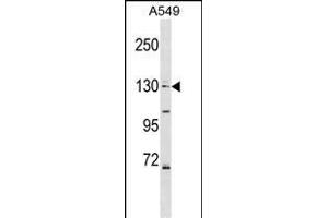COL4A6 Antibody (Center) (ABIN1538653 and ABIN2848928) western blot analysis in A549 cell line lysates (35 μg/lane). (COL4a6 Antikörper  (AA 830-859))