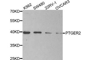 Western blot analysis of extracts of various cell lines, using PTGER2 antibody (ABIN5971508) at 1/200 dilution. (PTGER2 Antikörper)
