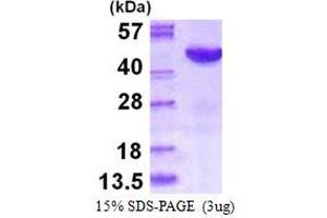 SDS-PAGE (SDS) image for Mitogen-Activated Protein Kinase 12 (MAPK12) (AA 1-367) protein (His tag) (ABIN667620) (MAPK12 Protein (AA 1-367) (His tag))