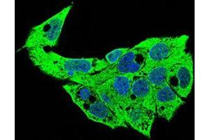 Immunofluorescence (IF) image for anti-Syndecan 1 (SDC1) (AA 28-171) antibody (ABIN1724936)