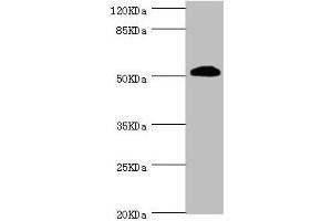 Western blot All lanes: ZC3HC1 antibody at 1. (ZC3HC1 Antikörper  (AA 1-260))