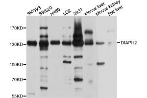 Western blot analysis of extracts of various cell lines, using DIAPH2 antibody (ABIN4903482) at 1:1000 dilution. (DIAPH2 Antikörper)