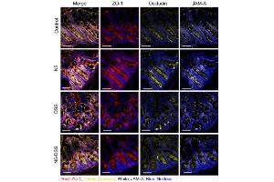 Lactobacillus johnsonii N5 improves the intestinal barrier tight junction protein and HSP70 expressions in dextran sulfate sodium-induced colitis. (Occludin Antikörper  (AA 358-504))