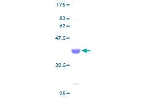 FKBP1B Protein (AA 1-80) (GST tag)