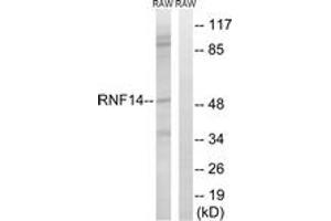 Western blot analysis of extracts from RAW264. (RNF14 Antikörper  (AA 361-410))