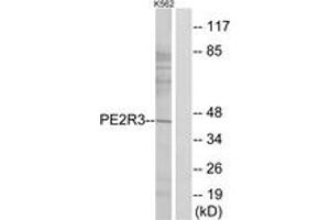 Western blot analysis of extracts from K562 cells, using PE2R3 Antibody. (PTGER3 Antikörper  (AA 1-50))